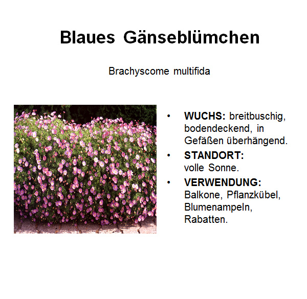 Blaues Gaensebluemchen