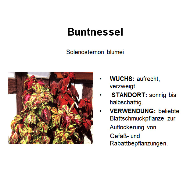 Buntnessel