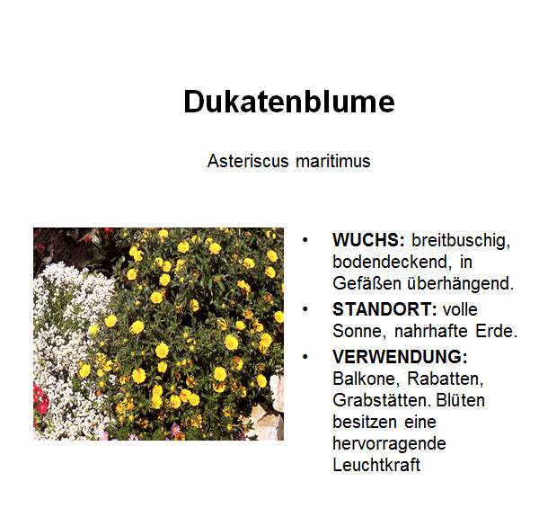 Dukatenblume