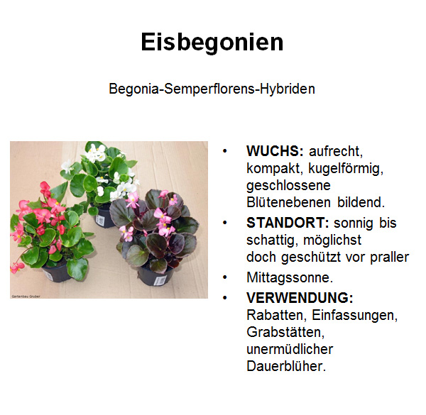Eisbegonie