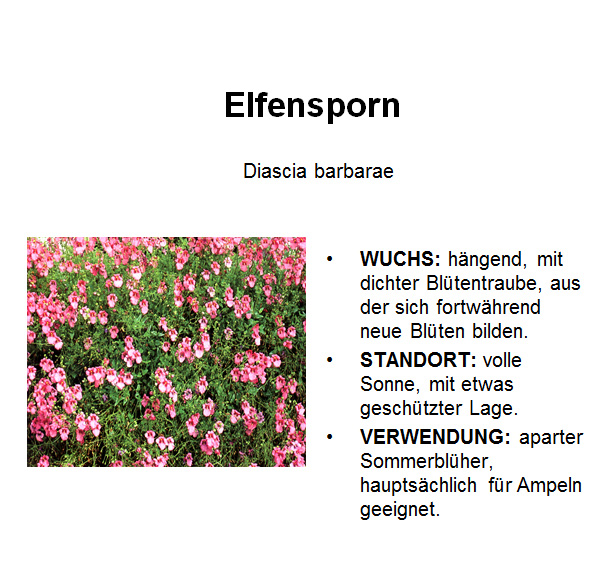 Elfensporn