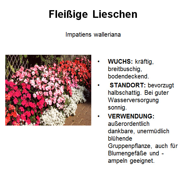 Fleissige Lieschen