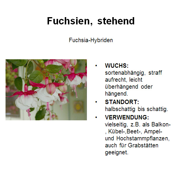 Fuchsie, stehend
