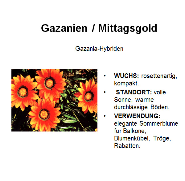 Gazanien / Mittagsgold