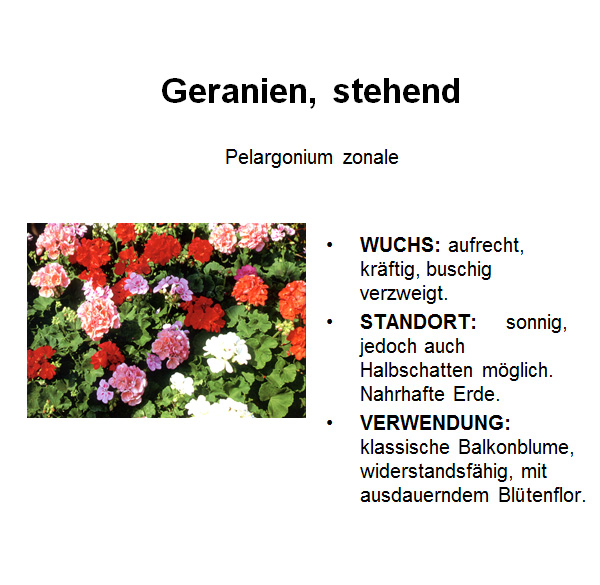 Geranien