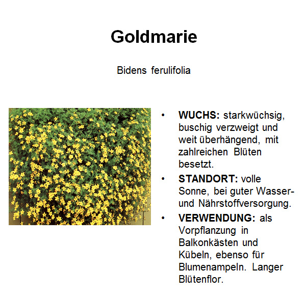 Goldmarie