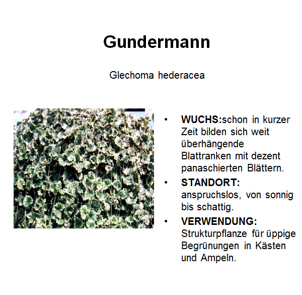 Gundermann