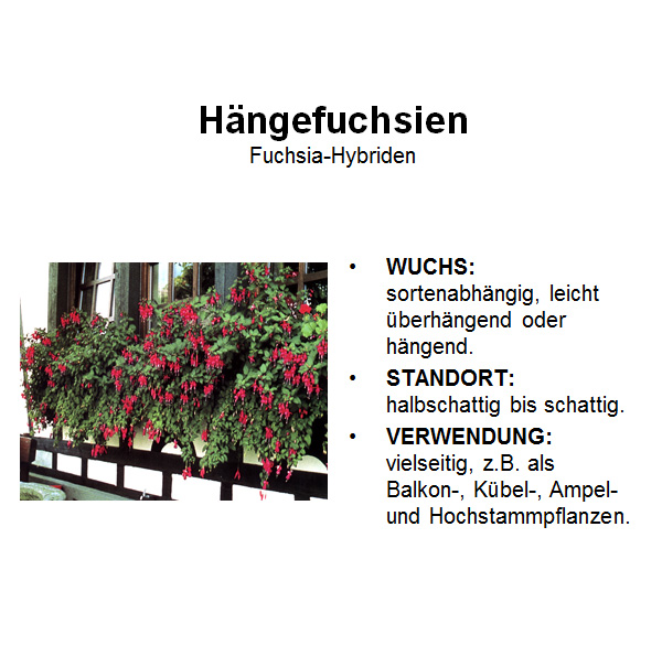 Fuchsien, haengend