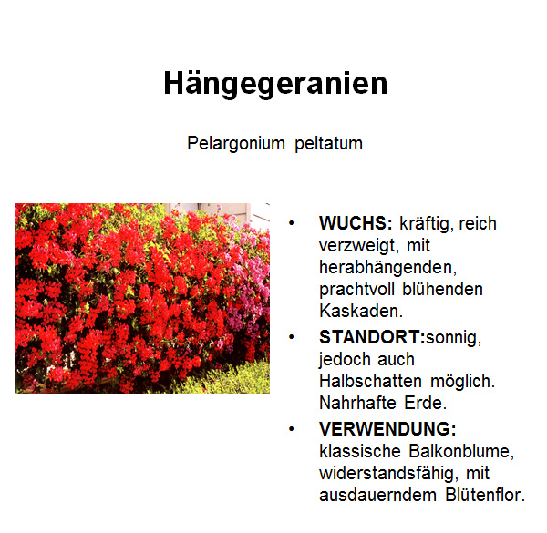 Geranien, haengend