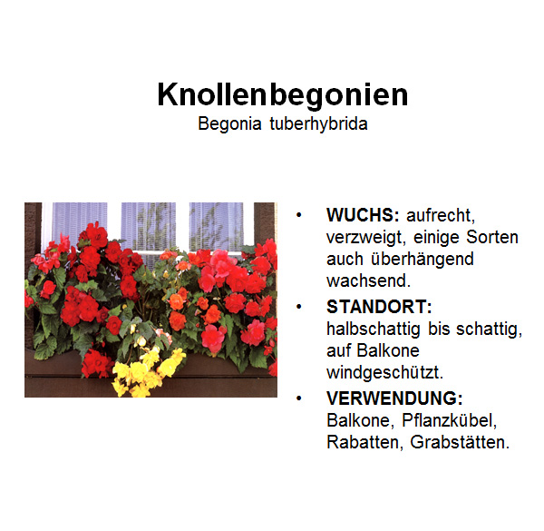 Knollenbegonie