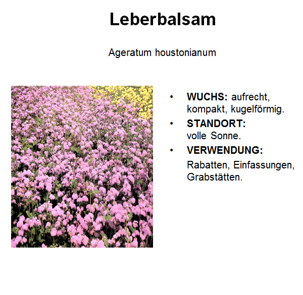 Leberbalsam