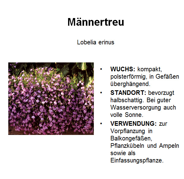 Maennertreu