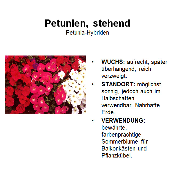 Petunie, stehend