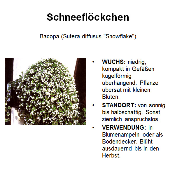 Schneefloeckchen