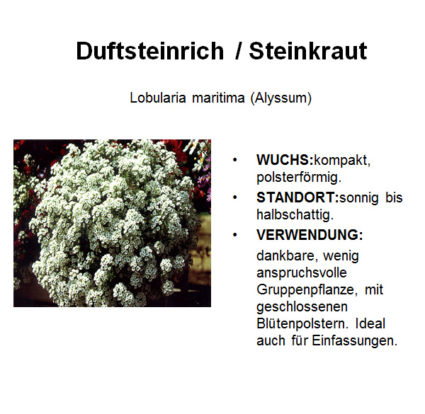 Steinkraut