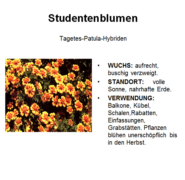 Studentenblume