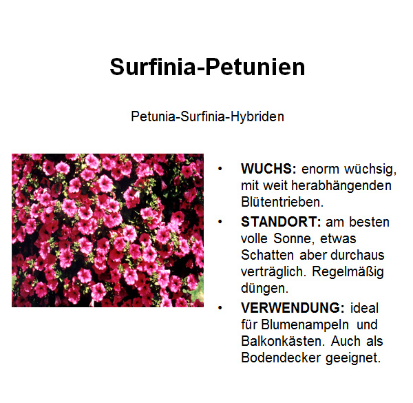 Surfinie-Petunie