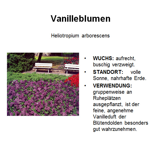 Vanilleblume