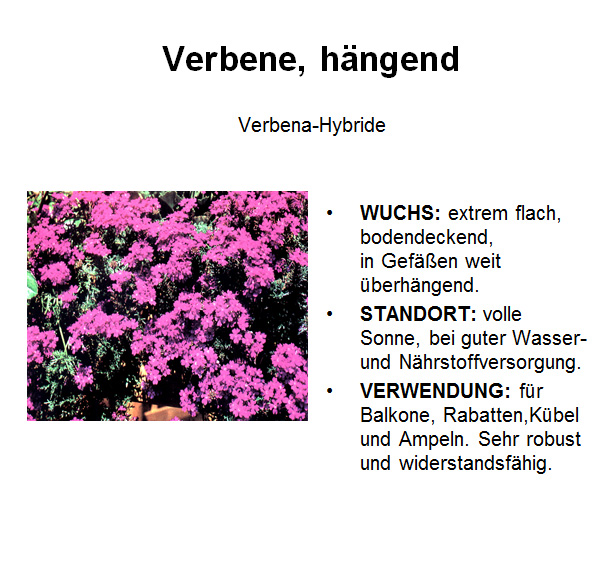 Verbene, haengend