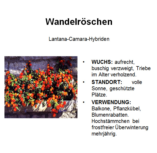 Wandelroeschen